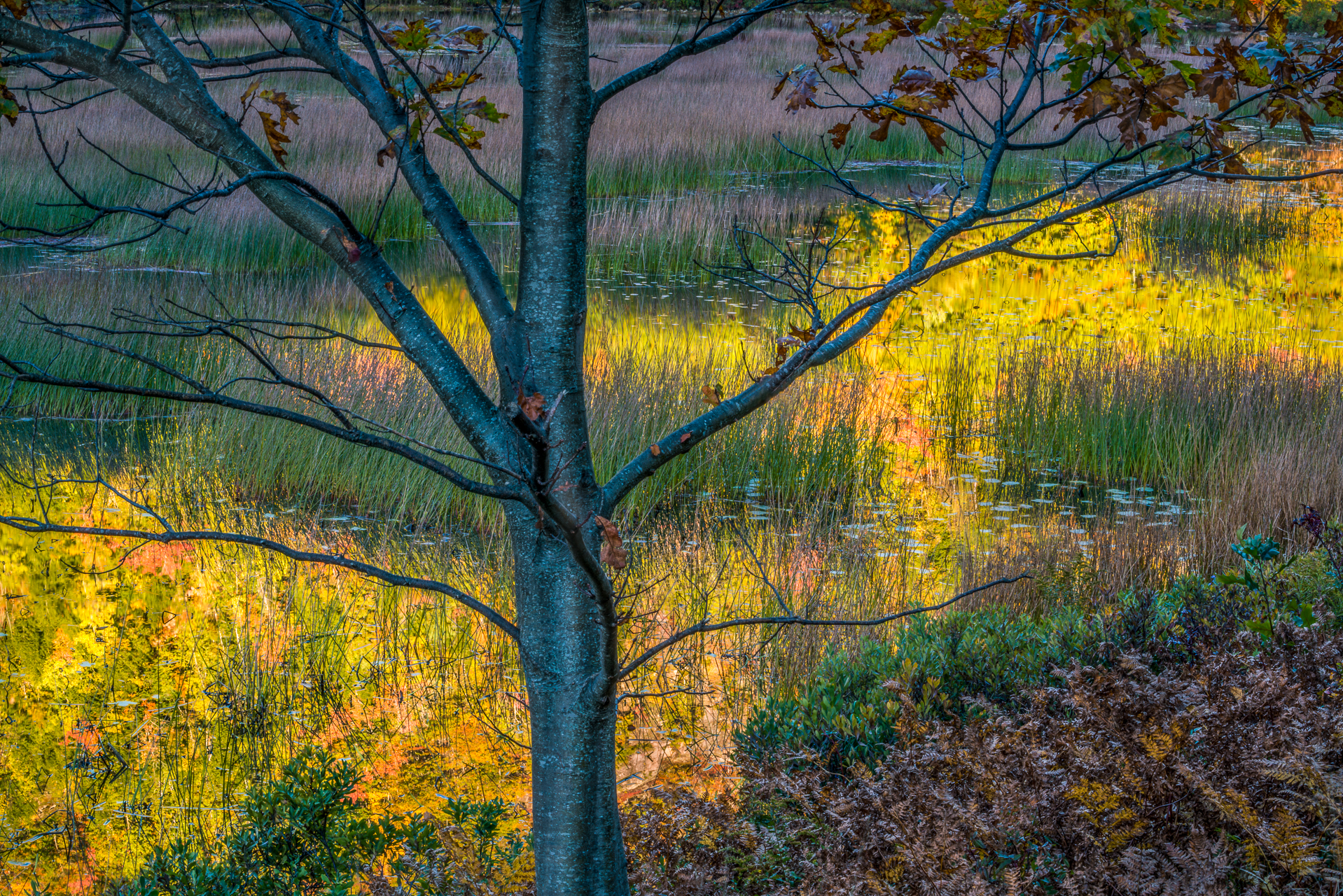 Autumn at the Tarn — Acadia NP, ME  © jj raia