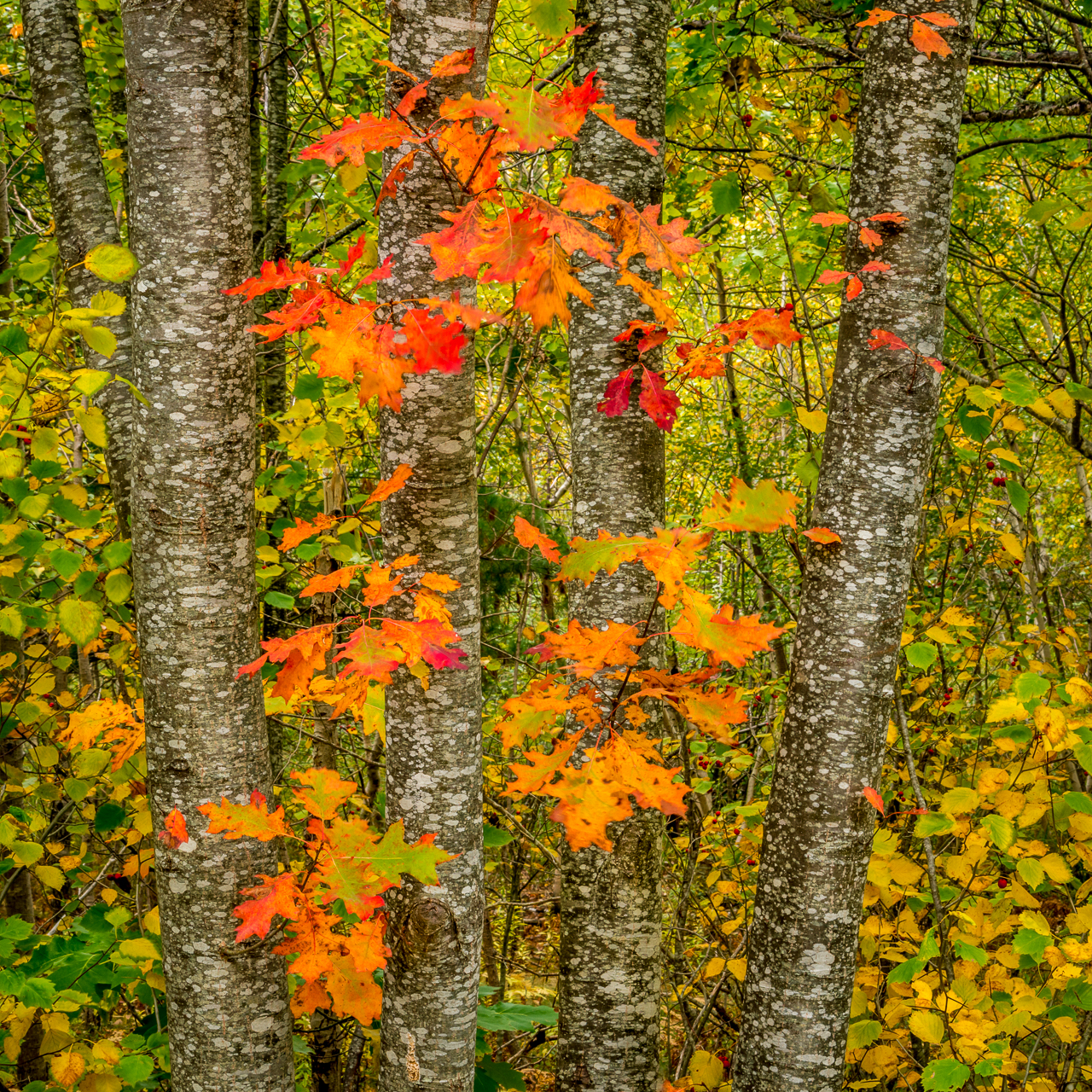 Autumn Forest — Acadia NP, ME  © jj raia