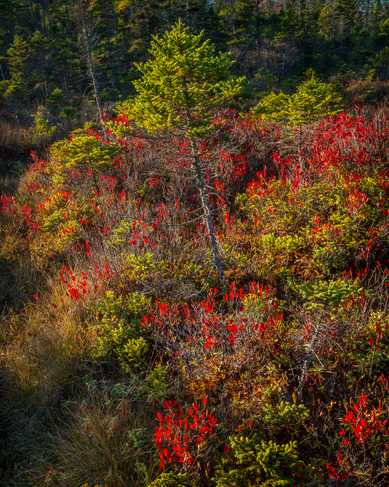 Big Heath — Acadia NP, ME  © jj raia
