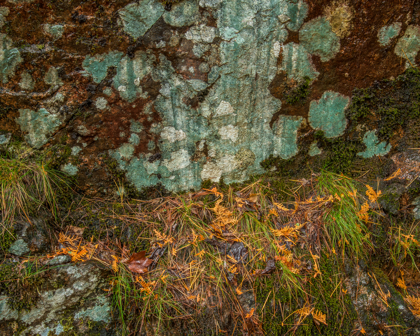 Rain Soaked Lichen — Acadia NP, ME  © jj raia