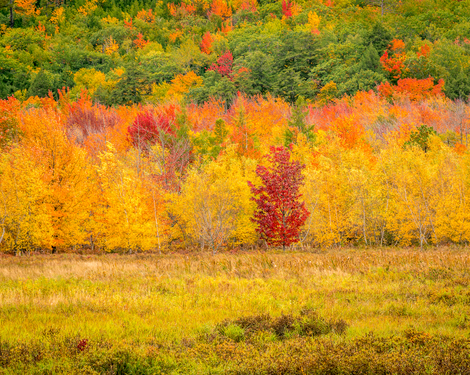 Singular Tree — Great Meadow - Acadia NP, ME  © jj raia